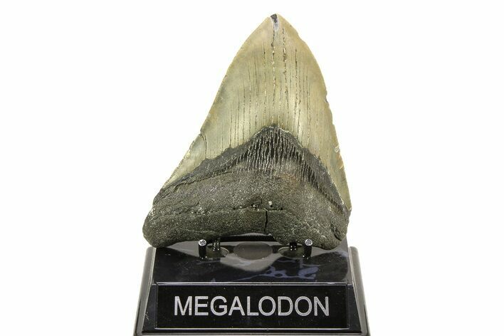 Serrated, Fossil Megalodon Tooth - North Carolina #308531